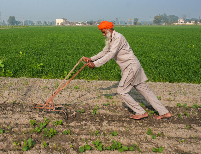 A farmer in village doing intercultural operations in field with a hoe.