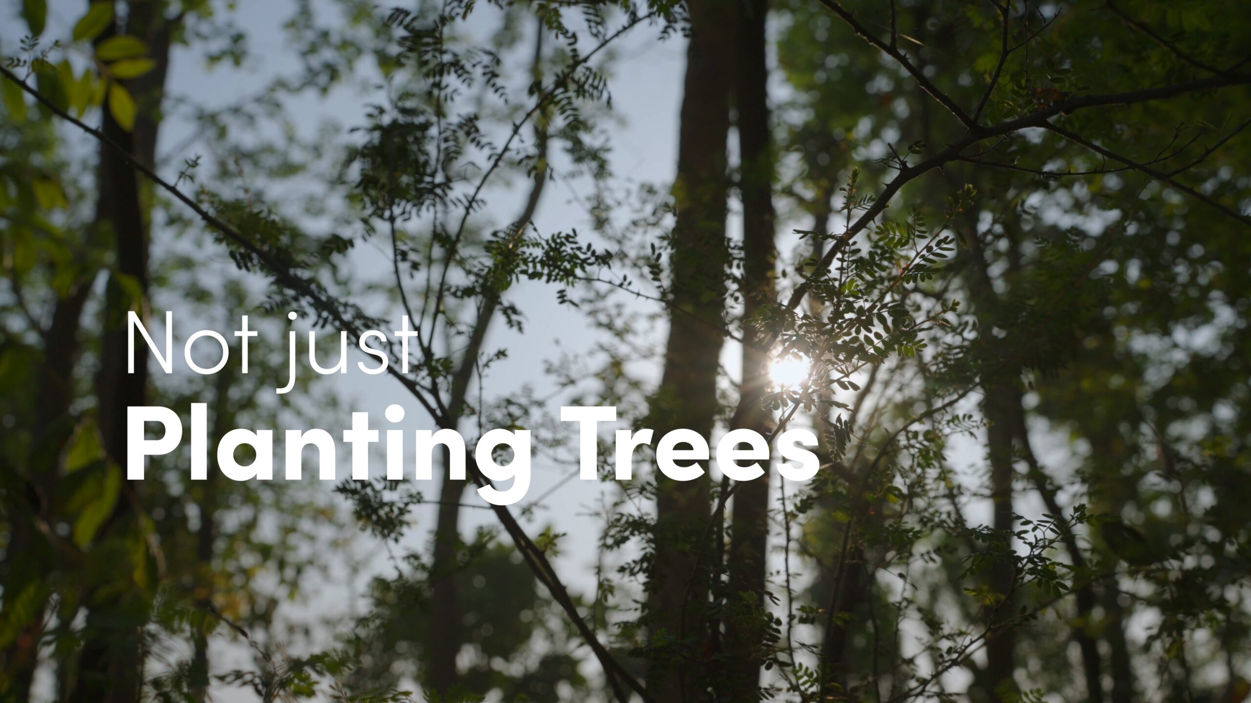 Going a step beyond planting – caring
