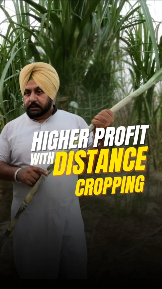 We met farmer Master Sukhjit Singh ji in Salana village of Fatehgarh Sahib district. By adopting these new techniques in farming, our farmers are making the practice more sustainable and environment friendly. Not only are they conserving water, but fertilizer usage has reduced as well. Mono cropping is no longer the norm now. 
Our Regenerative Agriculture program is helping farmers with new techniques and tools of farming. This is the only way to conserve our natural resources for the coming generations without sacrificing the produce for the current.

ਅਸੀਂ ਫਤਿਹਗੜ੍ਹ ਸਾਹਿਬ ਜ਼ਿਲ੍ਹੇ ਦੇ ਸਲਾਣਾ ਪਿੰਡ ਵਿੱਚ ਕਿਸਾਨ ਮਾਸਟਰ ਸੁਖਜੀਤ ਸਿੰਘ ਜੀ ਨੂੰ ਮਿਲੇ। ਖੇਤੀ ਵਿੱਚ ਇਨ੍ਹਾਂ ਨਵੀਆਂ ਤਕਨੀਕਾਂ ਨੂੰ ਅਪਣਾ ਕੇ, ਸਾਡੇ ਕਿਸਾਨ ਇਸ ਅਭਿਆਸ ਨੂੰ ਹੋਰ ਟਿਕਾਊ ਅਤੇ ਵਾਤਾਵਰਣ ਅਨੁਕੂਲ ਬਣਾ ਰਹੇ ਹਨ। ਉਹ ਨਾ ਸਿਰਫ਼ ਪਾਣੀ ਦੀ ਬੱਚਤ ਕਰ ਰਹੇ ਹਨ, ਸਗੋਂ ਖਾਦ ਦੀ ਵਰਤੋਂ ਵੀ ਘੱਟ ਗਈ ਹੈ। ਹੁਣ ਇੱਕ-ਵੱਡੀ ਫ਼ਸਲ ਦੀ ਵਰਤੋਂ ਆਮ ਨਹੀਂ ਰਹੀ।
ਸਾਡਾ ਰੀਜਨਰੇਟਿਵ ਐਗਰੀਕਲਚਰ ਪ੍ਰੋਗਰਾਮ ਕਿਸਾਨਾਂ ਨੂੰ ਖੇਤੀ ਦੀਆਂ ਨਵੀਆਂ ਤਕਨੀਕਾਂ ਅਤੇ ਸੰਦਾਂ ਨਾਲ ਮਦਦ ਕਰ ਰਿਹਾ ਹੈ। ਇਹ ਆਉਣ ਵਾਲੀਆਂ ਪੀੜ੍ਹੀਆਂ ਲਈ ਸਾਡੇ ਕੁਦਰਤੀ ਸਰੋਤਾਂ ਨੂੰ ਵਰਤਮਾਨ ਲਈ ਕੁਰਬਾਨ ਕੀਤੇ ਬਿਨਾਂ ਬਚਾਉਣ ਦਾ ਇੱਕੋ ਇੱਕ ਤਰੀਕਾ ਹੈ।

#sugarcane #distancecropping #roundglassfoundation #punjab