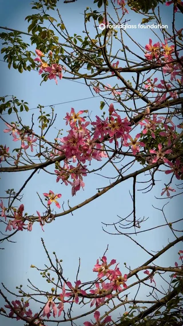 We spotted some Silk Floss trees blooming in Mohali. These flowering non-native trees do add to the beauty of our cities and homes. Planting some native species alongside them will help our local ecosystems thrive too.

ਅਸੀਂ ਮੋਹਾਲੀ ਵਿੱਚ ਕੁਝ ਕੋਰੀਸੀਆ (ਸਿਲਕ ਫਲੌਸ) ਦੇ ਰੁੱਖ ਖਿੜਦੇ ਦੇਖੇ। ਇਹ ਫੁੱਲਦਾਰ ਗੈਰ-ਵਿਰਾਸਤੀ ਰੁੱਖ ਸਾਡੇ ਸ਼ਹਿਰਾਂ ਅਤੇ ਘਰਾਂ ਦੀ ਸੁੰਦਰਤਾ ਨੂੰ ਵਧਾਉਂਦੇ ਹਨ। ਇਨ੍ਹਾਂ ਦੇ ਨਾਲ ਕੁਝ ਵਿਰਾਸਤੀ ਪ੍ਰਜਾਤੀਆਂ ਲਗਾਉਣ ਨਾਲ ਸਾਡੇ ਸਥਾਨਕ ਵਾਤਾਵਰਣ ਪ੍ਰਣਾਲੀਆਂ ਨੂੰ ਵੀ ਵਧਣ-ਫੁੱਲਣ ਵਿੱਚ ਮਦਦ ਮਿਲੇਗੀ।

 
#nativetree #nonnativetrees #silkflosstree 
 
(The Billion Tree Project, Roundglass Foundation)