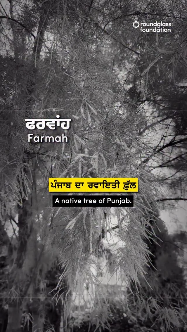 Farmah is a native tree of Punjab. These days you won’t spot them easily because they are disappearing fast from our landscape. Plant a farmah tree near your house. Not only will they support the natural ecosystem but the bright blooms will add to beauty of your home. These flowers begin blooming in August and last till the onset of winters.

ਸਾਡਾ ਕਿਹੜਾ ਫਰਵਾਂਹ ਪੱਟ ਲਿਆ।

ਫਰਵਾਂਹ ਪੰਜਾਬ ਦੀ ਧਰਤੀ ਦਾ ਆਪਣਾ ਵਿਰਾਸਤੀ ਰੁੱਖ ਹੈ, ਪਰ ਅਫਸੋਸ ਅੱਜ ਇਸਦੀ ਹੋਂਦ ਘਟਦੀ ਜਾ ਰਹੀ ਹੈ। ਜੋ ਰੁੱਖ ਕਦੇ ਹਰ ਪਿੰਡ ਦੀ ਪਹਚਾਣ ਹੁੰਦੇ ਸਨ, ਉਹ ਹੁਣ ਲੱਭਣੇ ਔਖੇ ਹੋ ਰਹੇ ਹਨ।

ਜੇ ਤੁਸੀਂ ਆਪਣੇ ਘਰ ਦੇ ਨੇੜੇ ਇੱਕ ਫਰਵਾਂਹ ਦਾ ਰੁੱਖ ਲਗਾਓਗੇ, ਤਾਂ ਇਹ ਸਿਰਫ਼ ਵਾਤਾਵਰਣ ਨੂੰ ਸਹਾਰਾ ਨਹੀਂ ਦੇਵੇਗਾ, ਸਗੋਂ ਆਪਣੇ ਰੰਗੀਲੇ ਫੁੱਲਾਂ ਨਾਲ ਘਰ ਦੀ ਸੋਭਾ ਵੀ ਵਧਾਏਗਾ।

ਅਗਸਤ ਤੋਂ ਲੈ ਕੇ ਸਰਦੀਆਂ ਦੇ ਆਉਣ ਤੱਕ ਇਸਦੇ ਫੁੱਲ ਰੁੱਖ ਨੂੰ ਚਮਕ ਭਰ ਦਿੰਦੇ ਹਨ, ਬਿਲਕੁਲ ਪੰਜਾਬ ਦੀ ਰੂਹ ਦੇ ਵਾਂਗ।
 
#farmah #nativetrees #treesofpunjab 
 
(The Billion Tree Project, Roundglass Foundation)