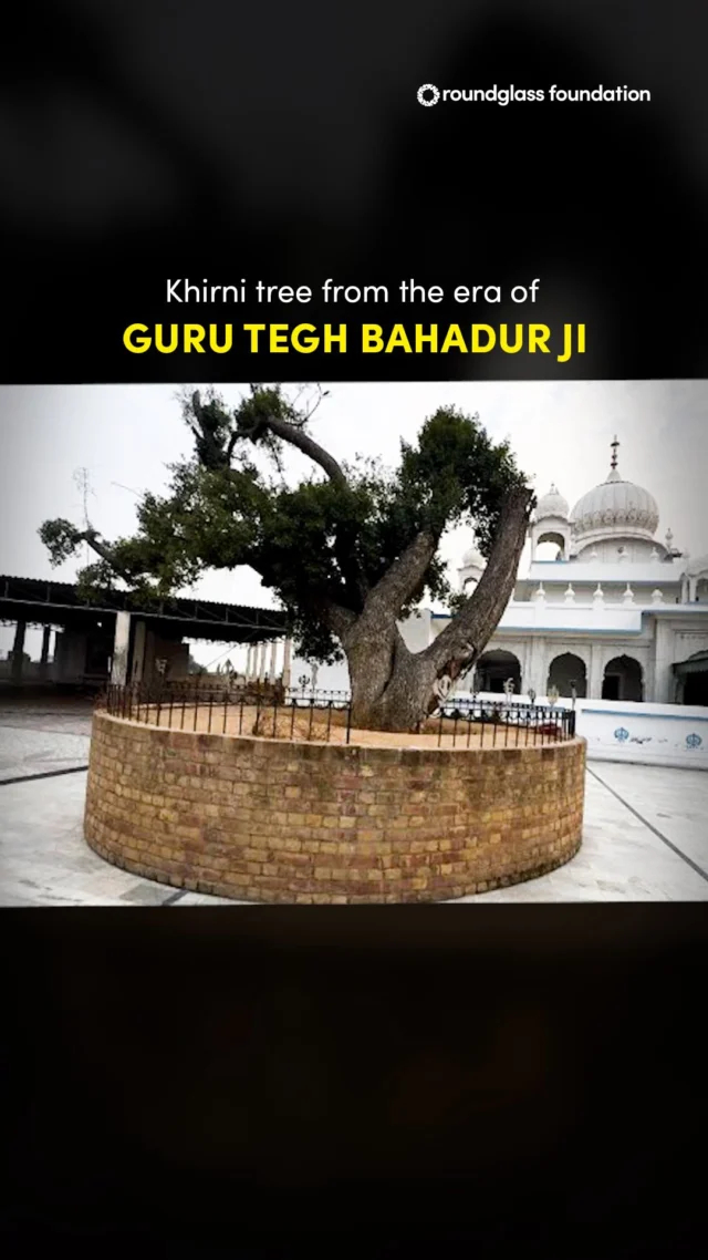 ਧਰਮ ਹੇਤ ਸਾਕਾ ਜਿਨ ਕੀਆ,
ਸੀਸੁ ਦੀਆ ਪਰ ਸਿਰਰੁ ਨਾ ਦੀਆ॥

ਸਮੁੱਚੇ ਸੰਸਾਰ ਲਈ ਚਾਨਣ ਮੁਨਾਰਾ ਨੌਵੇਂ ਪਾਤਸ਼ਾਹ ਧੰਨ ਧੰਨ ਸ਼੍ਰੀ ਗੁਰੂ ਤੇਗ ਬਹਾਦਰ ਸਾਹਿਬ ਜੀ ਦੀ ਲਾਸਾਨੀ ਸ਼ਹਾਦਤ ਨੂੰ ਕੋਟਿ ਕੋਟਿ ਪ੍ਰਣਾਮ।

ਸਾਡੇ ਗੁਰੂ ਸਾਹਿਬਾਨਾਂ ਦਾ ਇਤਿਹਾਸ ਅਤੇ ਸਾਡੀ ਹੋਂਦ ਦੀ ਨਿਸ਼ਾਨੀ ਹਨ ਇਹ ਵਿਰਾਸਤੀ ਰੁੱਖ। 
ਇਨ੍ਹਾਂ ਨੂੰ ਸਾਂਭਣਾ ਸਾਡਾ ਇਖਲਾਕੀ ਫਰਜ਼ ਹੈ। 

Our elders taught us how to honour our trees. They named our places of worship after trees. It was a subtle way of telling us the importance of trees and nature in our lives. It is time we share this wisdom and knowledge with the younger generations.

We gave a tour to schoolchildren at our nursery in Lang village where we not only propagate our native trees, but are also creating a seed bank of rare native trees.

#KhirniSahib #GuruTeghBahadurJi #GurudwaraNamedAfterTrees #DisappearingNativeTrees

(The Billion Tree Project, Roundglass Foundation)